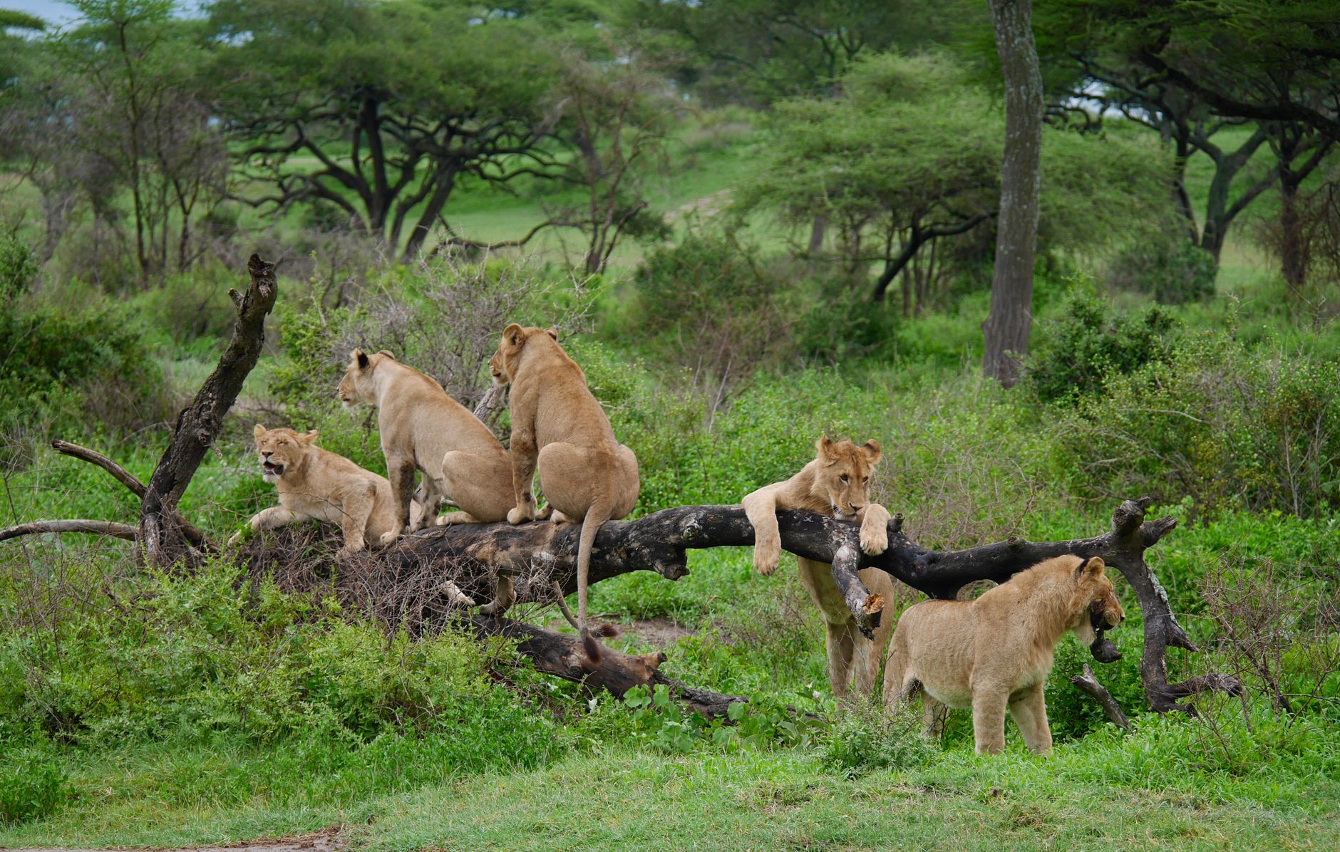 Presunto envenenamiento de diez leones en una reserva de Tanzania