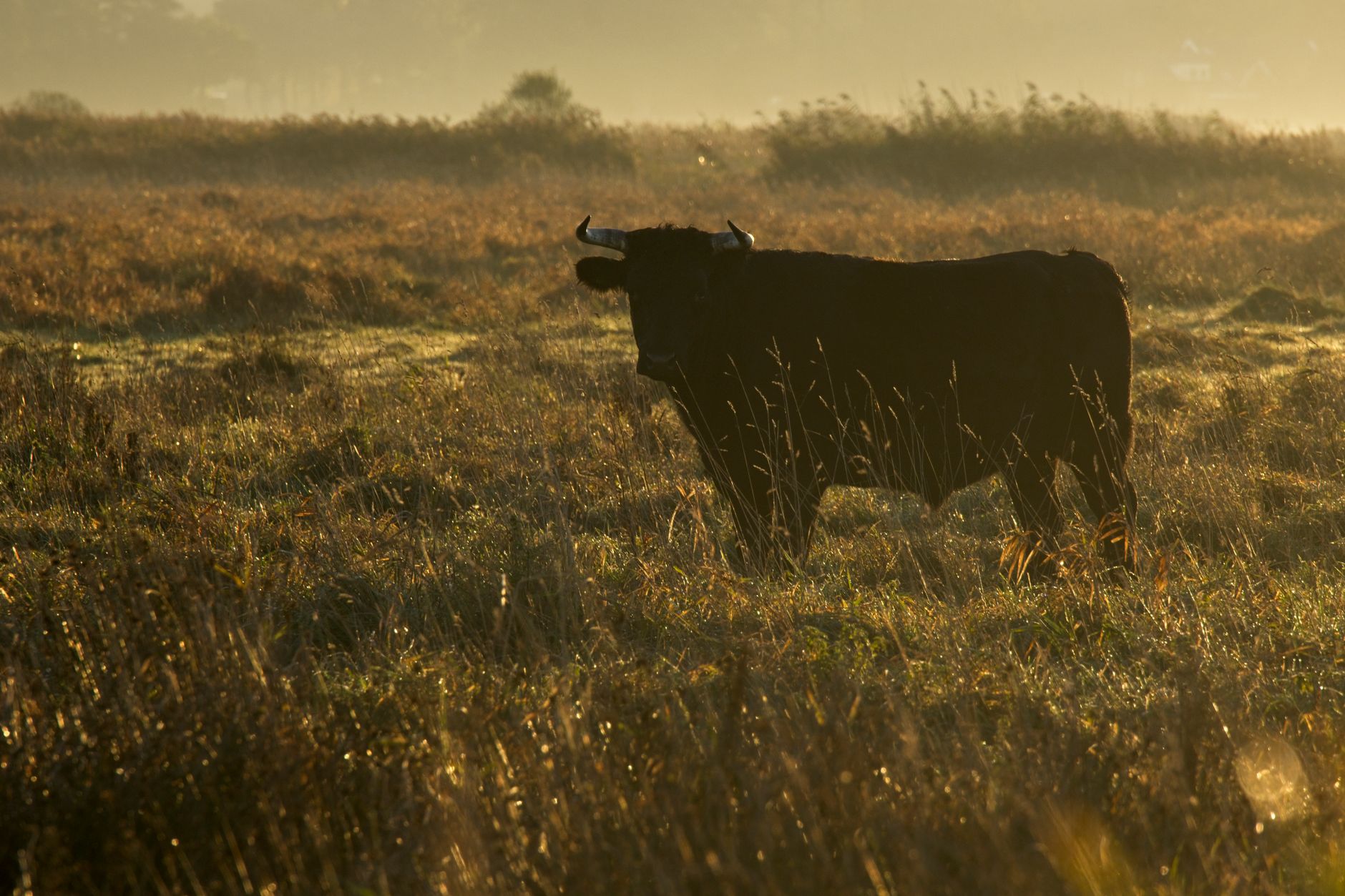 Toro bravo en el campo