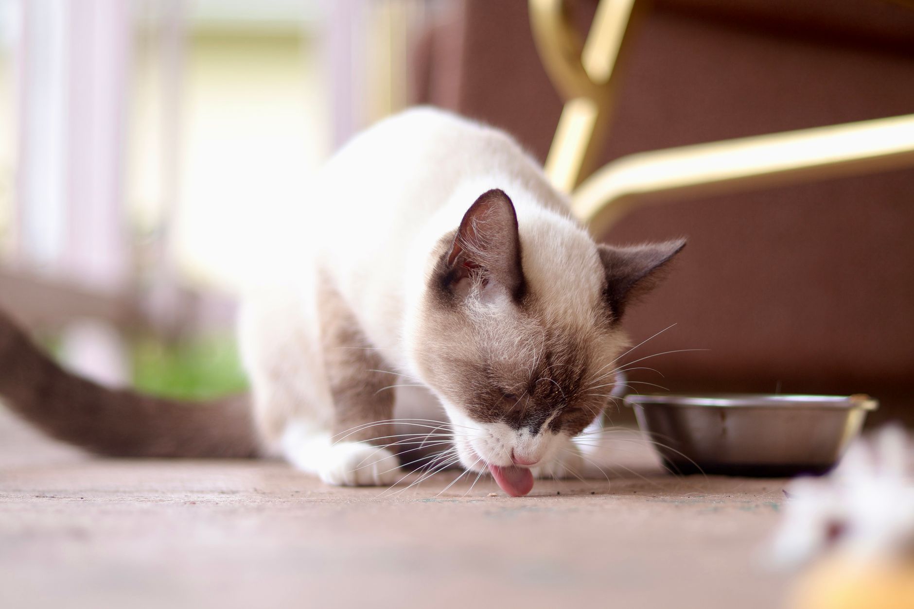 Un estudio indica que las dietas vegetarianas son «fácilmente digeribles» para perros y gatos