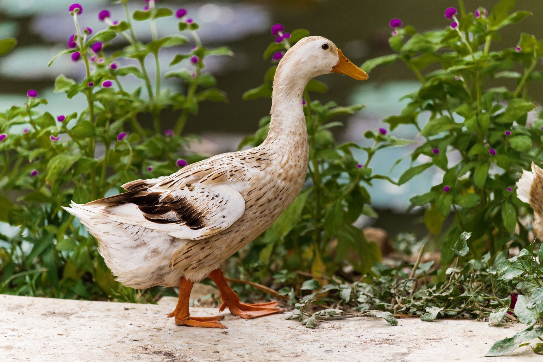Concentración por los patos retirados del campus de la Universidad de Alicante