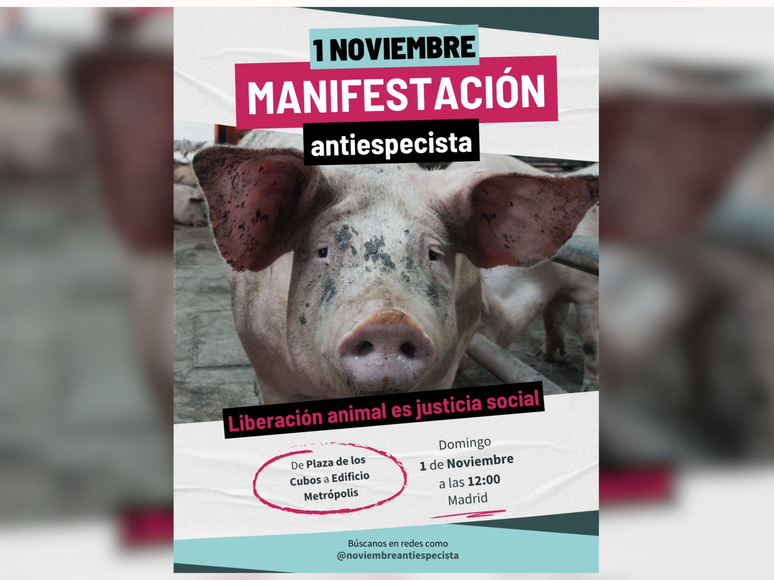 Liberación animal es justicia social: Madrid volverá a salir a la calle en el Día Mundial del Veganismo