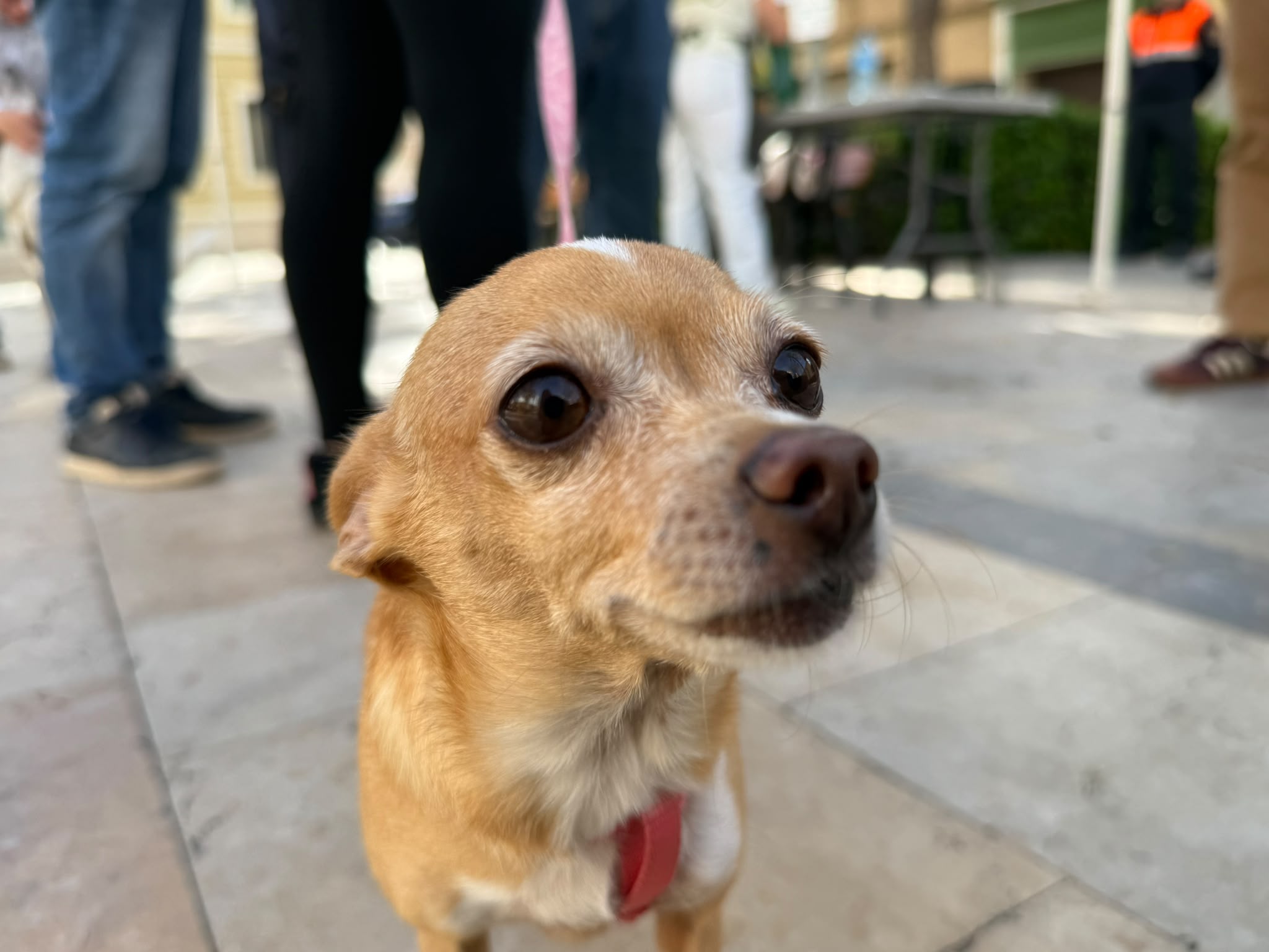 La población de La Pobla de Farnals (Valencia) ya dispone de una aplicación para facilitar el cuidado de sus animales