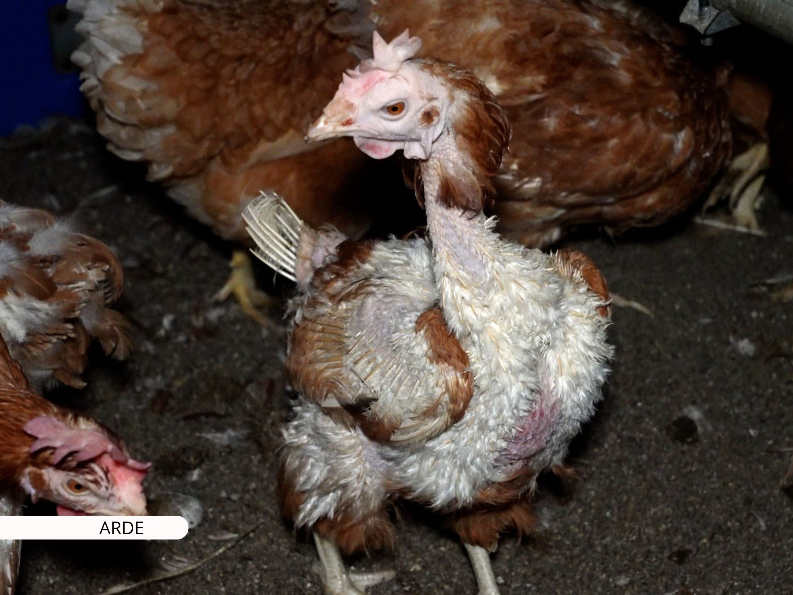 Gallinas enfermas entre cadáveres, ácaros y cucarachas en una granja de Mallorca