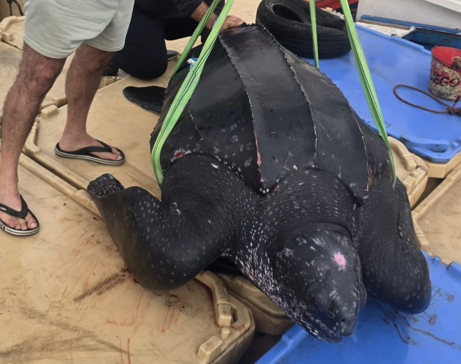 Rescatada y liberada en Ceuta una tortuga laúd atrapada en una red de pesca