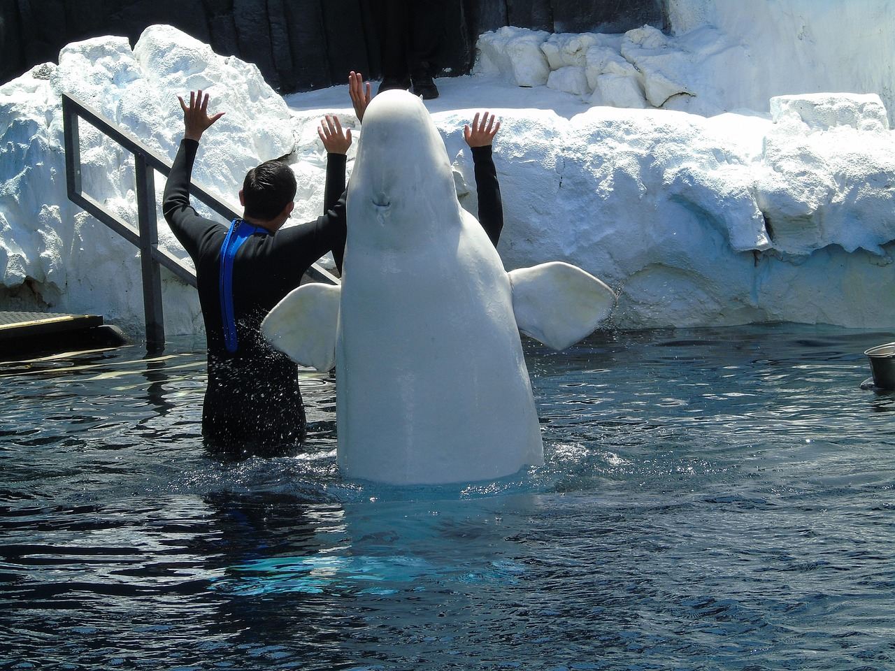 Muere el sexto cetáceo de los trasladados desde Marineland Canadá y uno de los delfines de su homólogo francés enviado a España