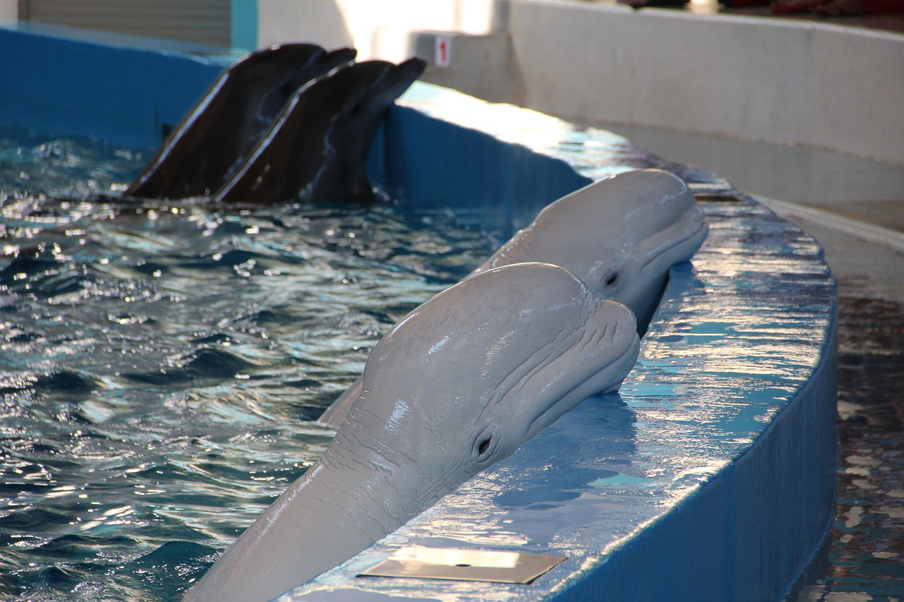 Muere el séptimo cetáceo de los trasladados desde Marineland Canadá