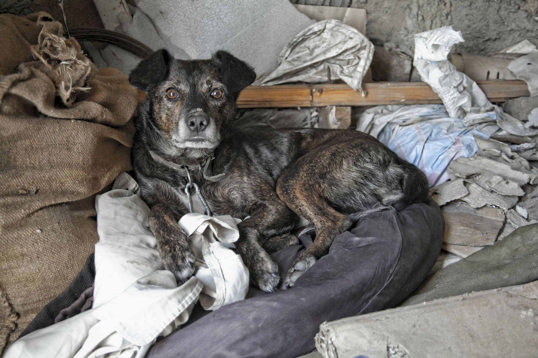 Miedo al ruido, ansiedad o angustia por separación: las consecuencias de la guerra en los animales de Ucrania