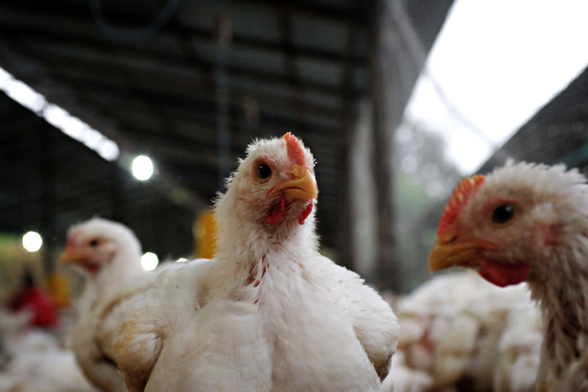 Unas pocas empresas dominan la cría de pollos en Europa