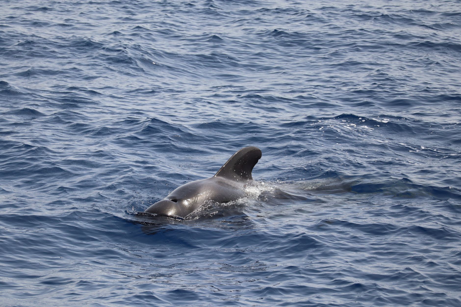 Taiji: matan a 20 delfines adultos y liberan a dos crías solas